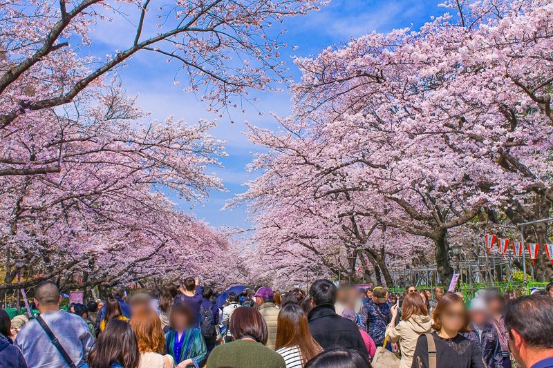 金银川路街道赏樱花活动